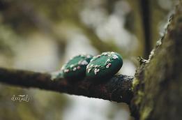 Vyšívané náušnice - V lesnom tichu (15 mm) thumb